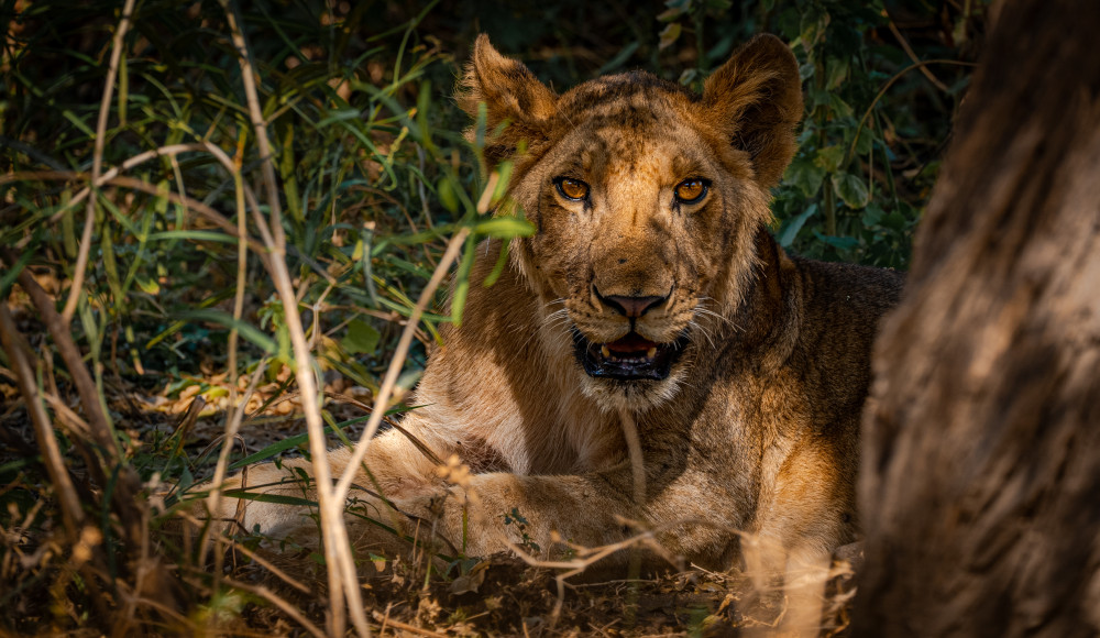 Serengeti Safari Trips: Witness the Heartbeat of Africa’s Wilderness