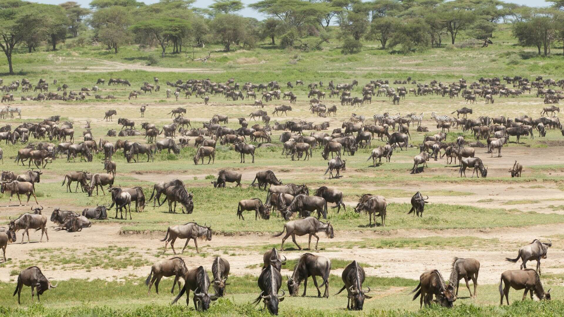 Serengeti vs Ndutu: Where Should You Go?
