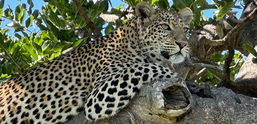 Tanzania: A Family Safari Adventure Exploring Africa’s Wild Heart Together