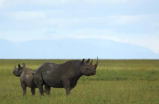 Tanzania Calving Season 2027: Experience the Wildebeest Calving Season in Ndutu