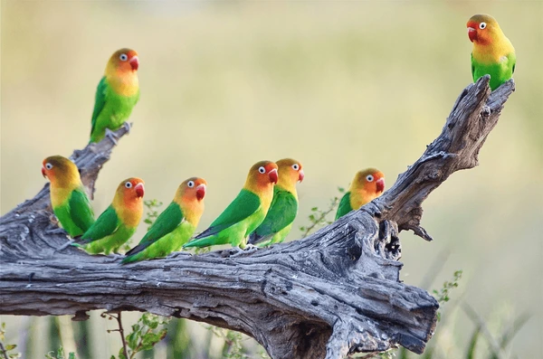 Tanzania in February: The Ultimate Safari Experience