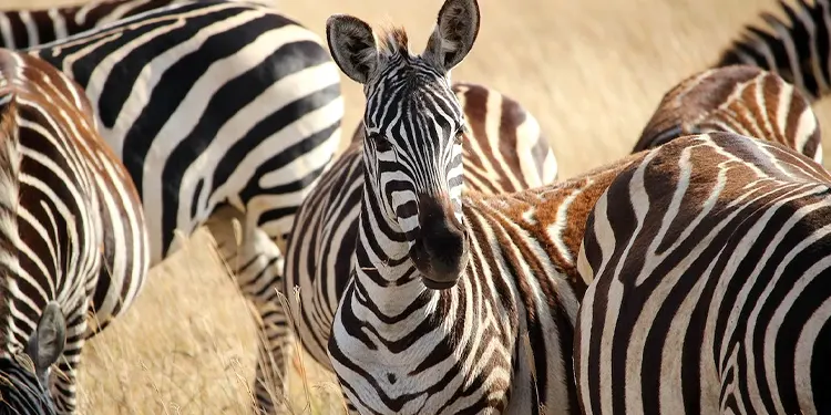 Tanzania Luxury Safari Packages