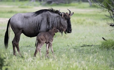 Tanzania Safari for Couples, Families and Solo Travelers This March