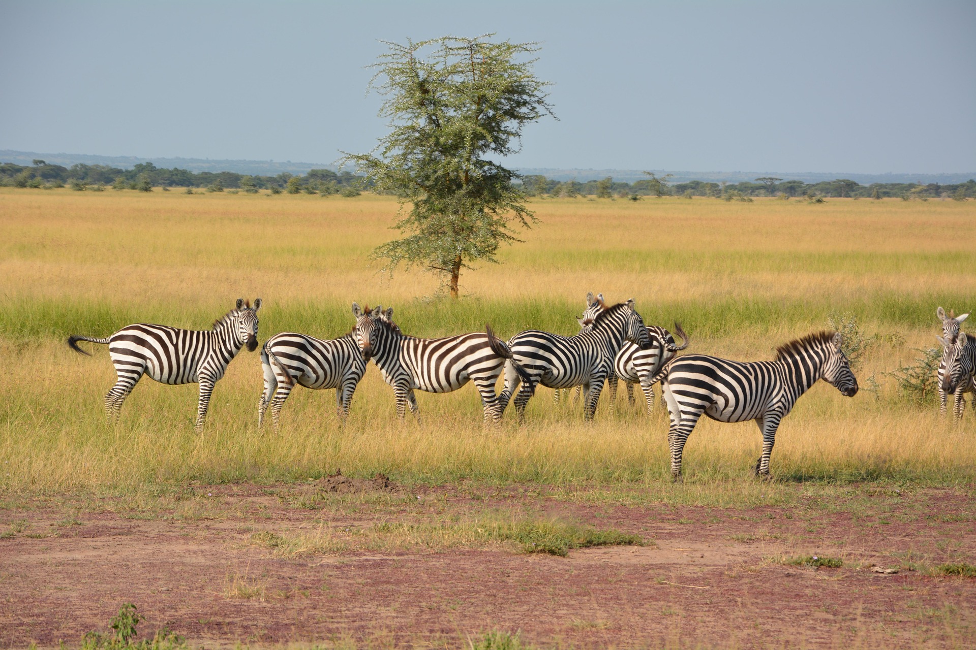 Tanzania Safari in June–October Guide