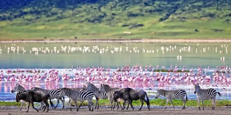Tanzania Safari National Parks with Tanzania safari source tours