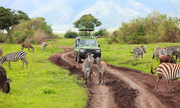 Tanzania Safari Packages for 2026: Your Ultimate Adventure