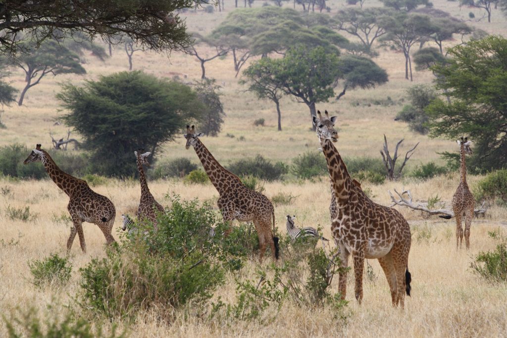 Tanzania Safari Tours from Arusha Airport