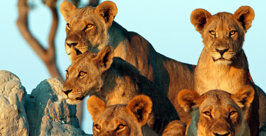 Tanzania Safari: Where to See the Big Five and Other Amazing Wildlife