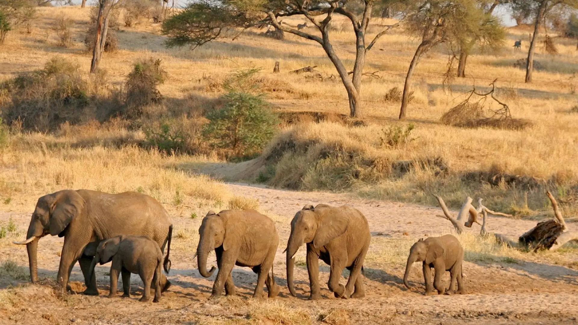 Tarangire Safari Adventure: Elephants, Baobabs and Hidden Gems
