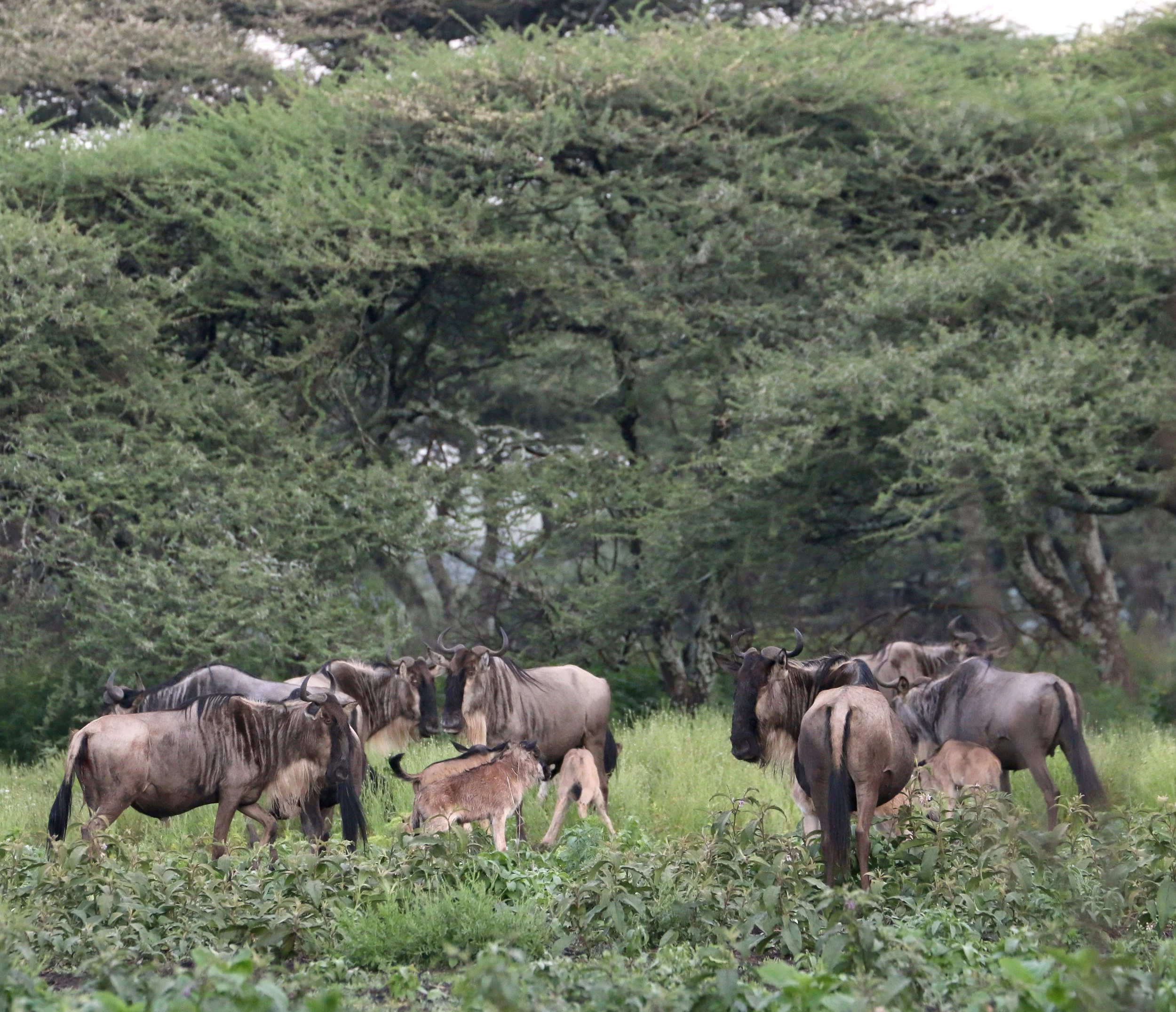 The Essence of Ndutu in February: A Luxury Safari of New Life, Big Cats and Tribal Encounters