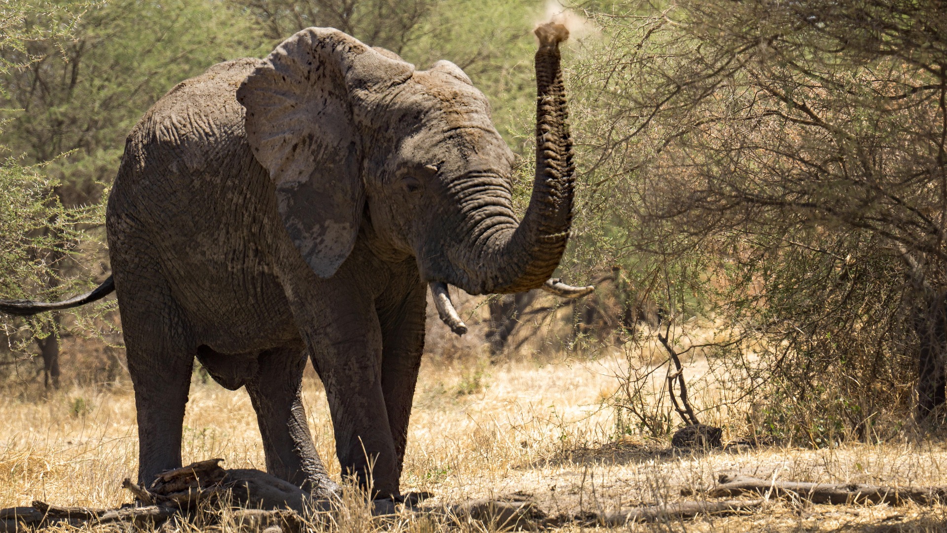 Serengeti in May