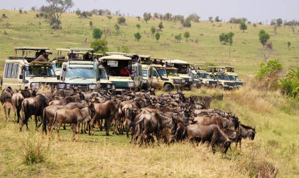 The Ultimate Guide to Serengeti Safari Packages in Tanzania