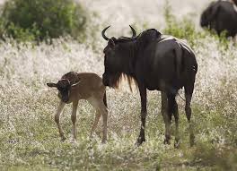 Top Reasons to Plan a Tanzania Safari in February