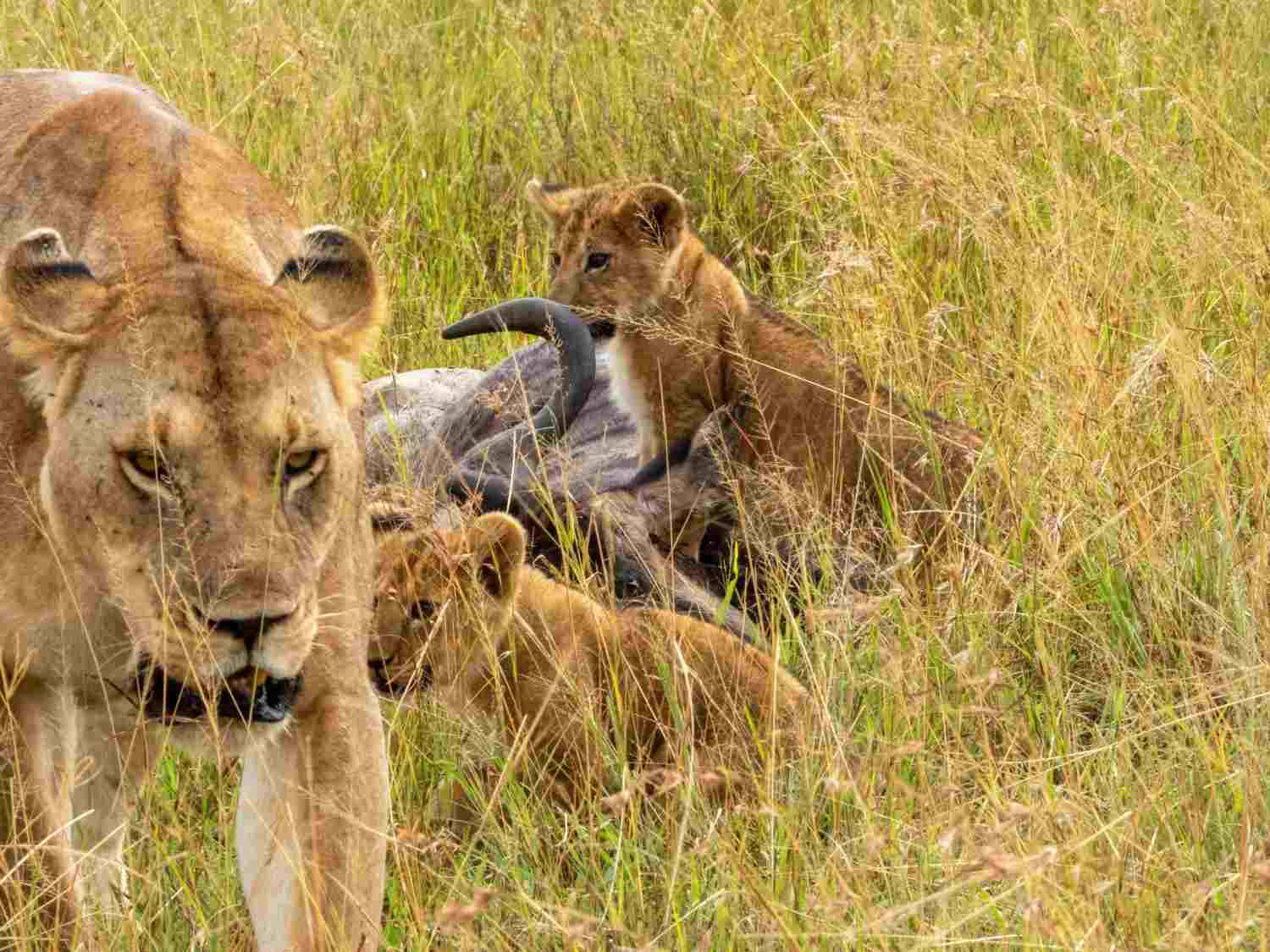 Tracking the Great Migration 2026: Best Locations for August Safaris