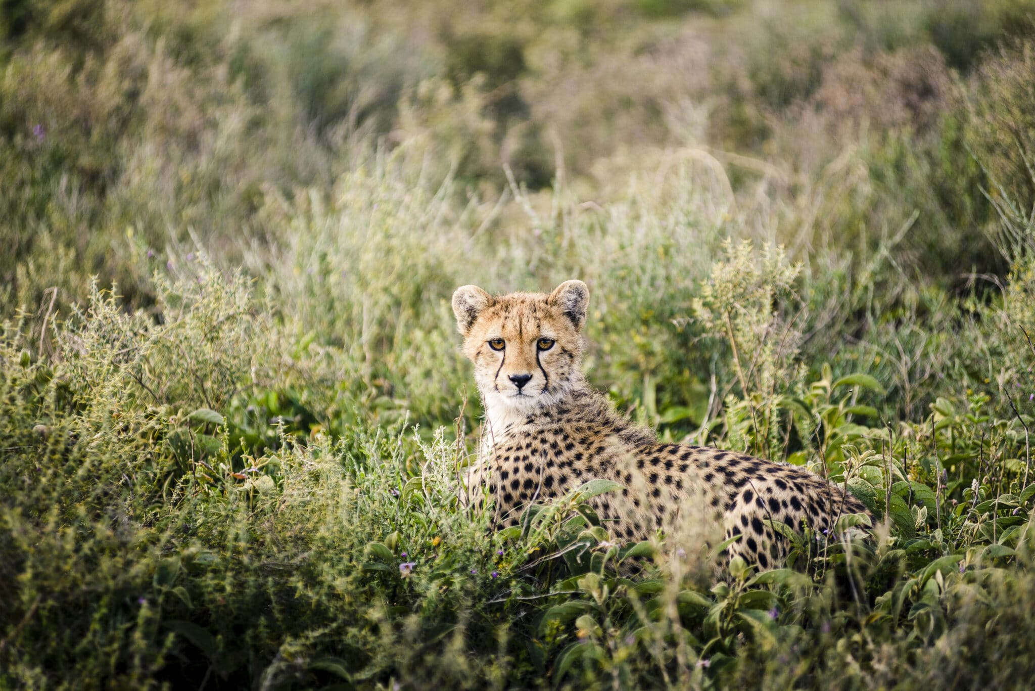Tracking the Great Migration in June: Where to Find the Herds in Serengeti