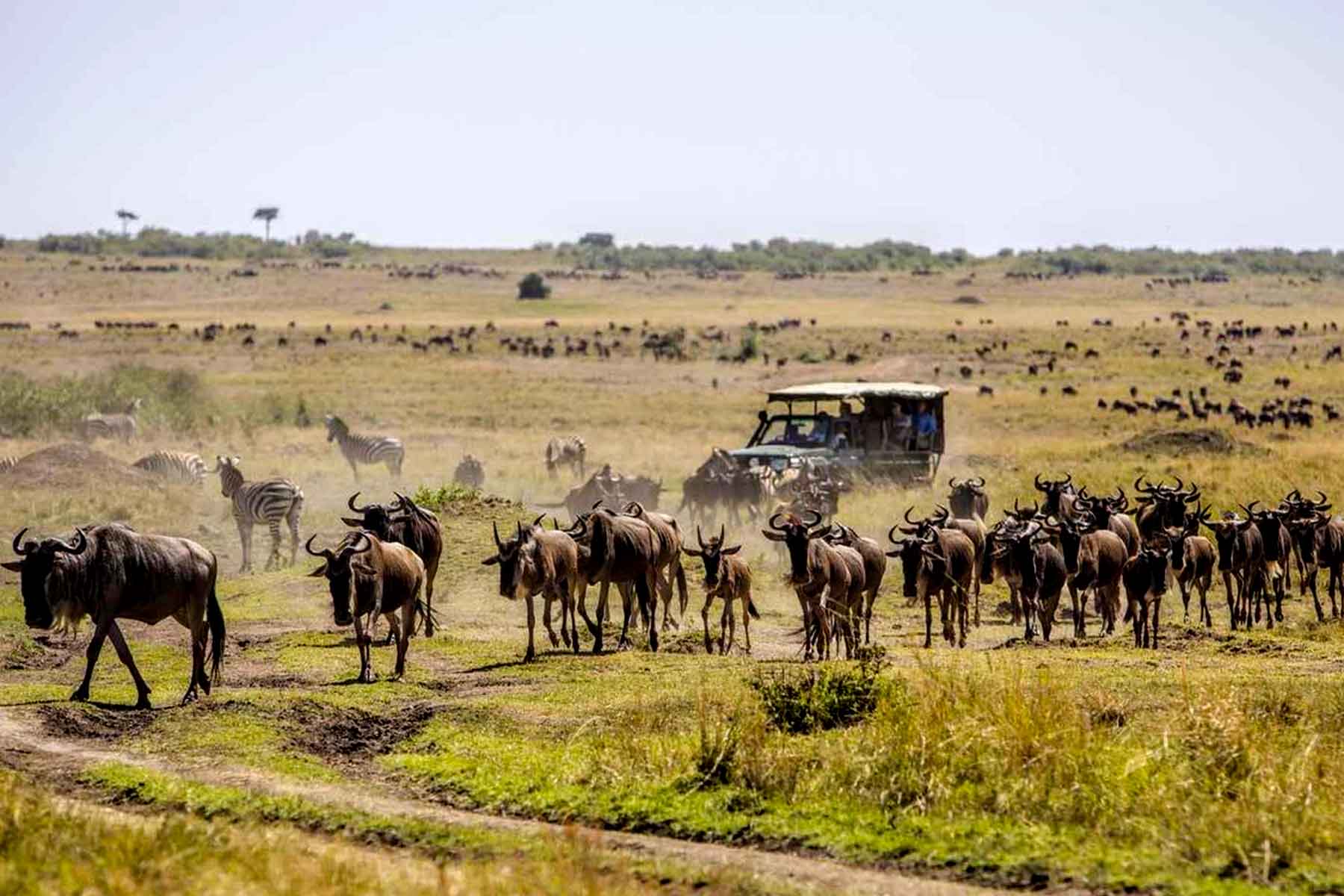 5-Day Ndutu Calving Safari – February Predator Action