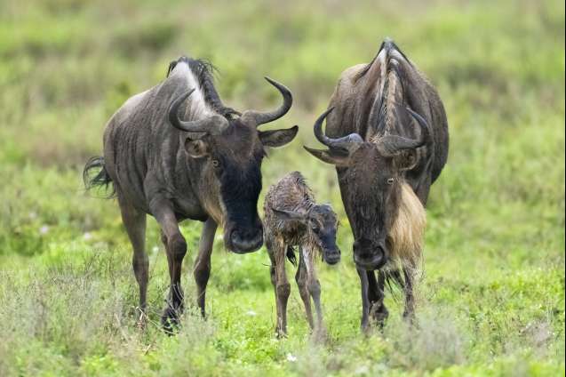 February Serengeti Calving &amp;amp; Zanzibar | Valentine Discount
