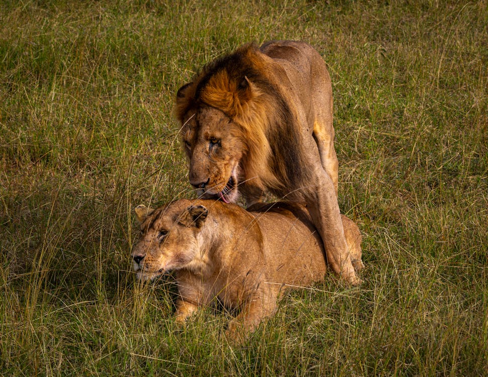 Valentine Safari Special: Serengeti Calving and Ngorongoro