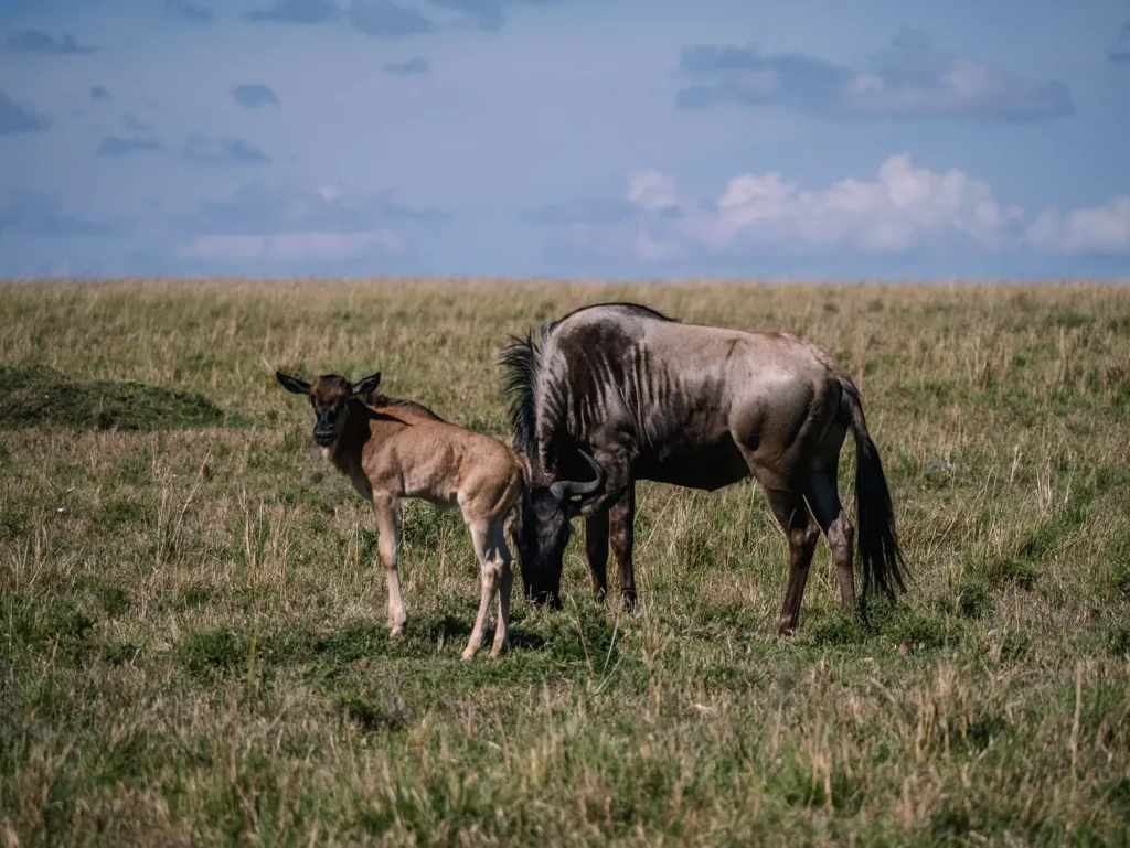 Valentine’s Serengeti Calving Safari | Ndutu &amp;amp;amp; Ngorongoro