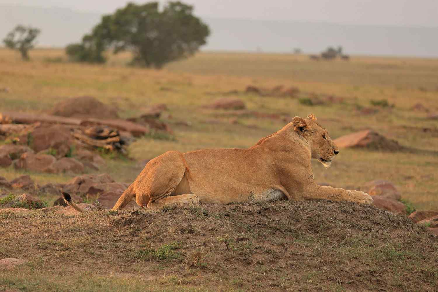 Where is Serengeti National Park?