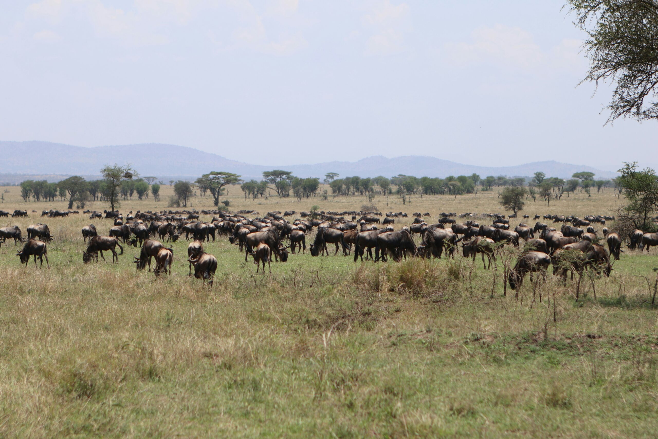 Where Is the Best Safari to See the Great Migration?