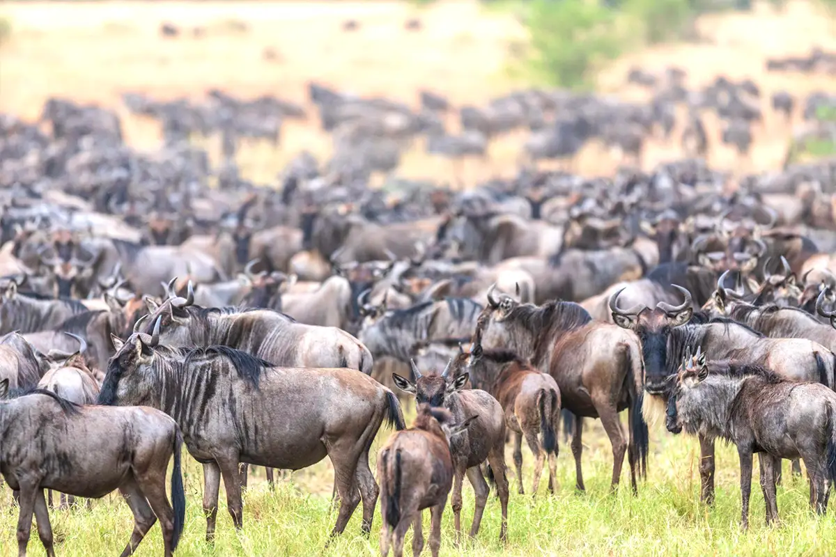 Where Is the Great Migration in June, July, and August 2026?
