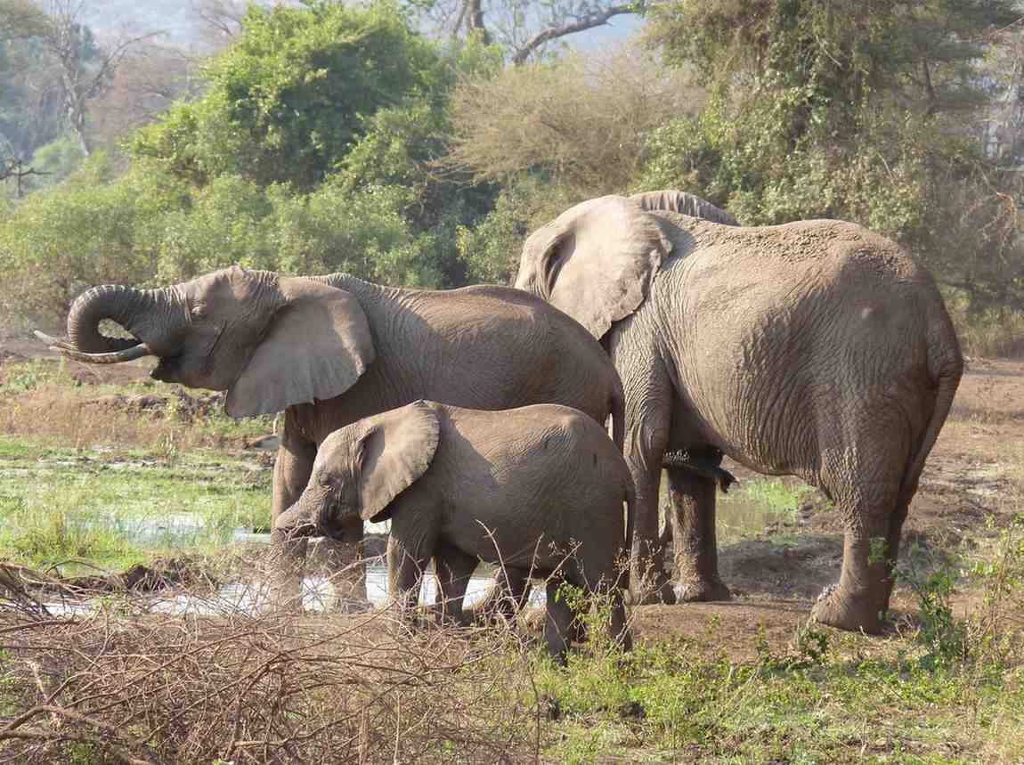 Where to See Elephants in Northern Tanzania