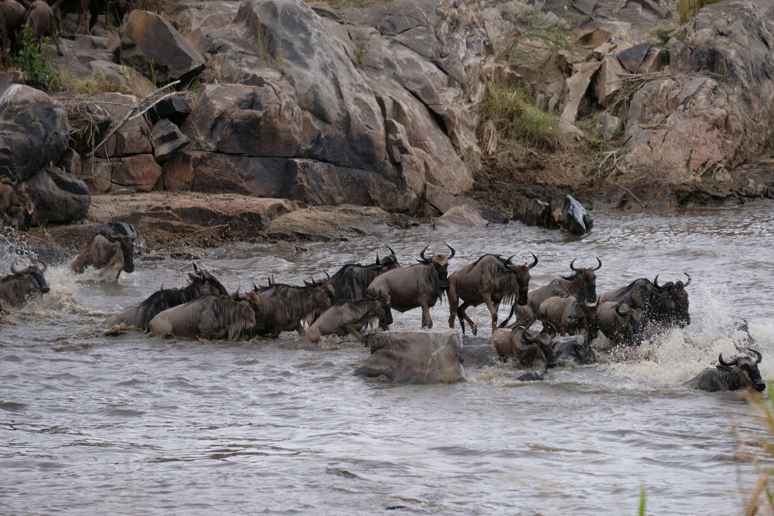 Where Will the Great Migration Be in Summer 2026? Expert Safari Guide by Tanzania Safari Source