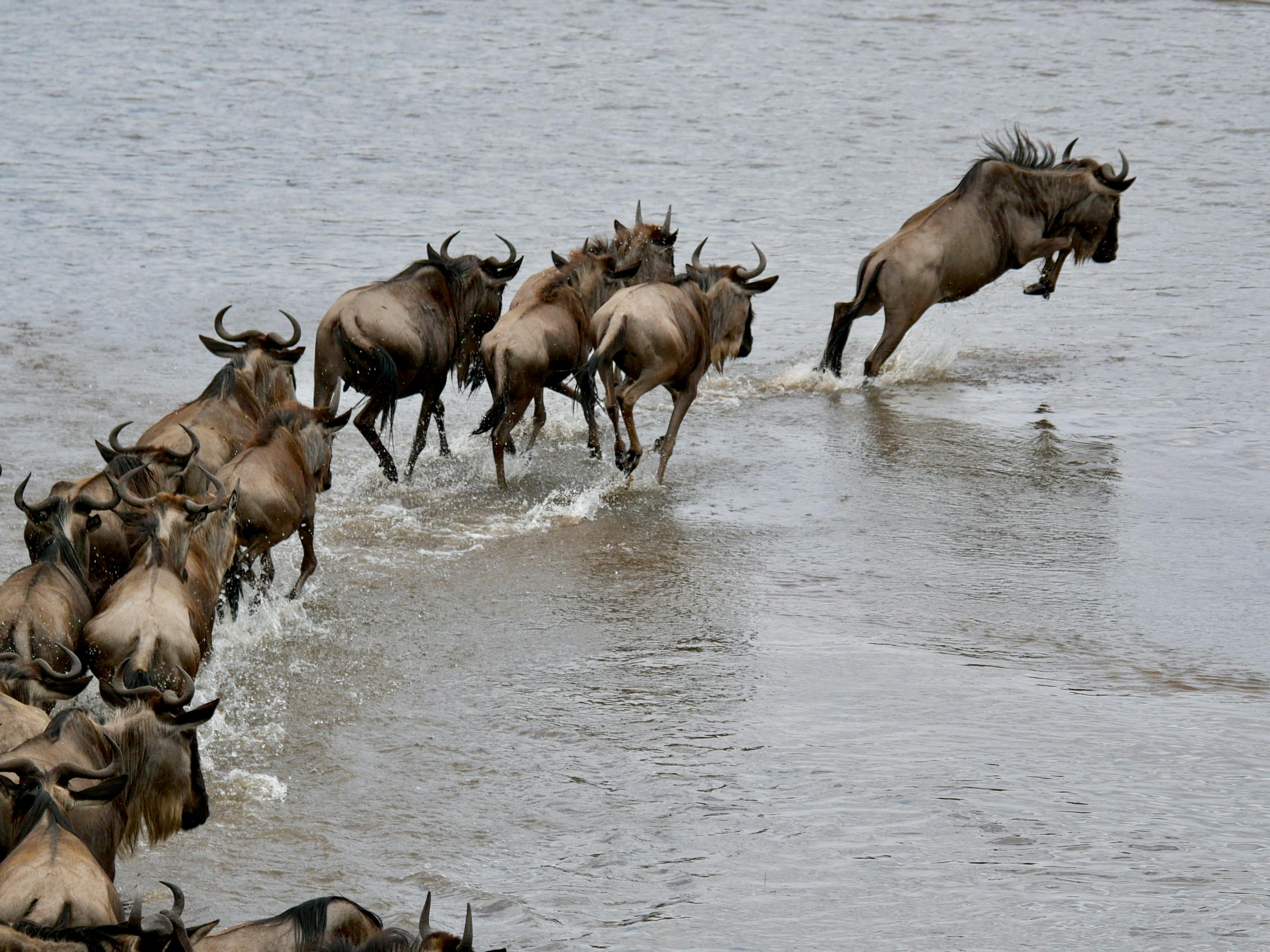 Why Do Wildebeest Migrate?