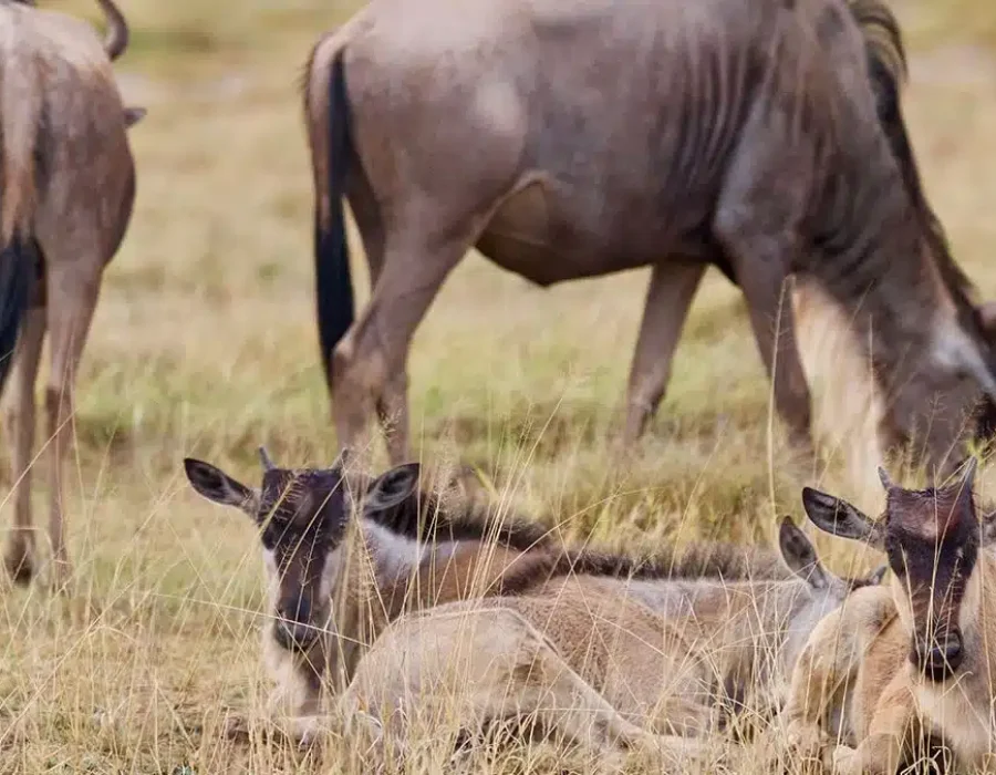 Why February Is a Special Time in the Serengeti