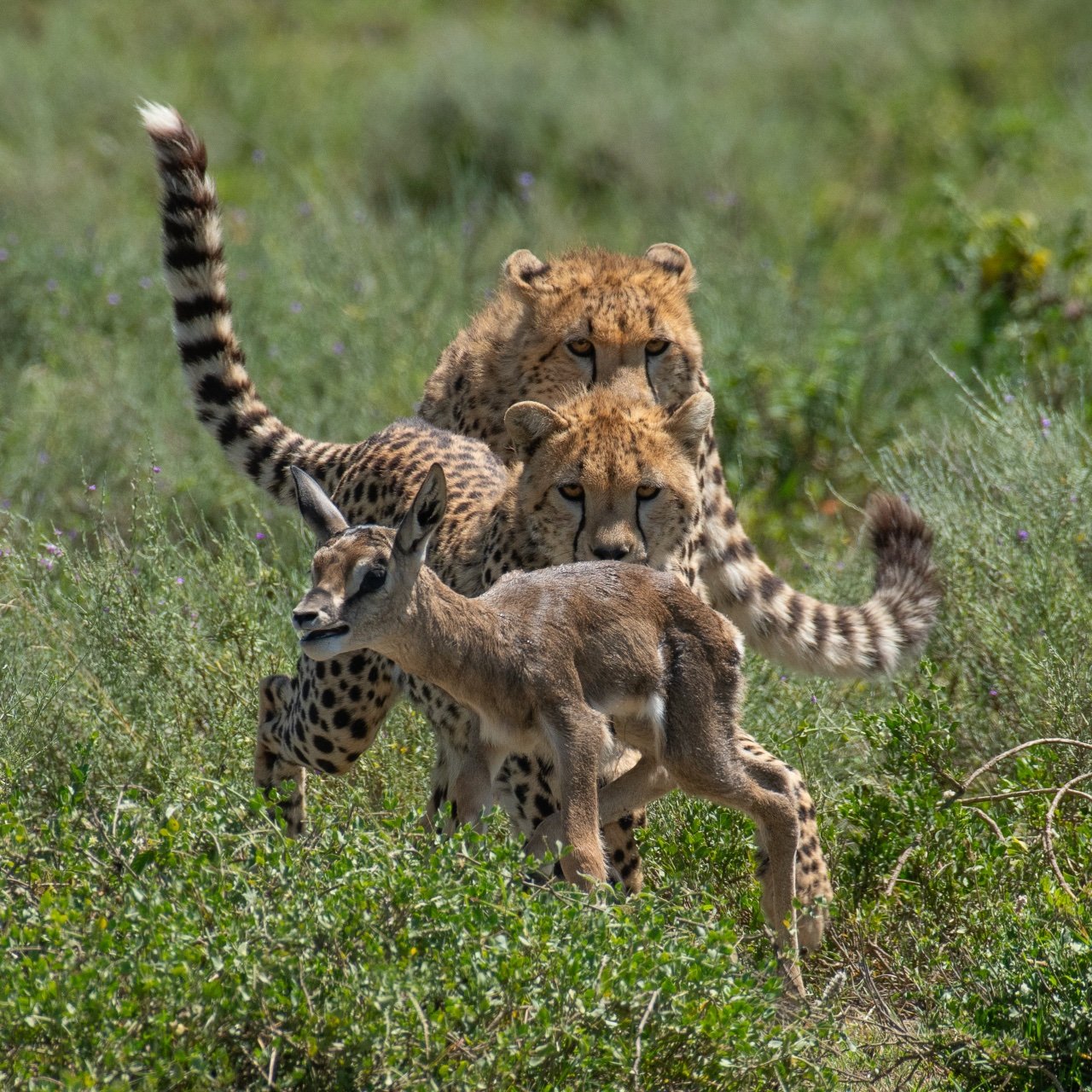Why February Is Calving Season in Serengeti