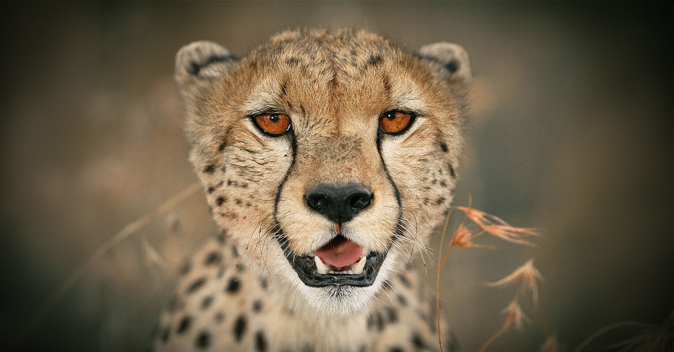 Why February Is the Best Time to See the Calving Season in Serengeti National Park