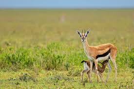 Why Ndutu Is a Must Visit Safari Destination This January–March