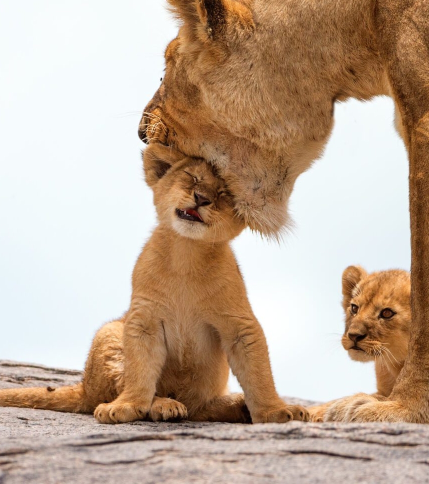 Why Serengeti National Park Is Perfect for a Family Safari in February