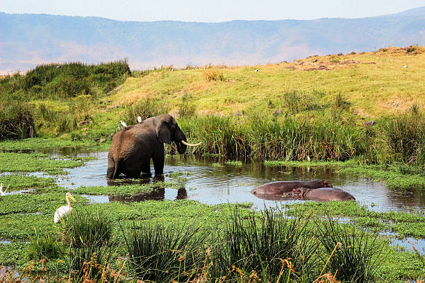 Your 2026 Serengeti Safari Itinerary: From Tarangire to Ngorongoro
