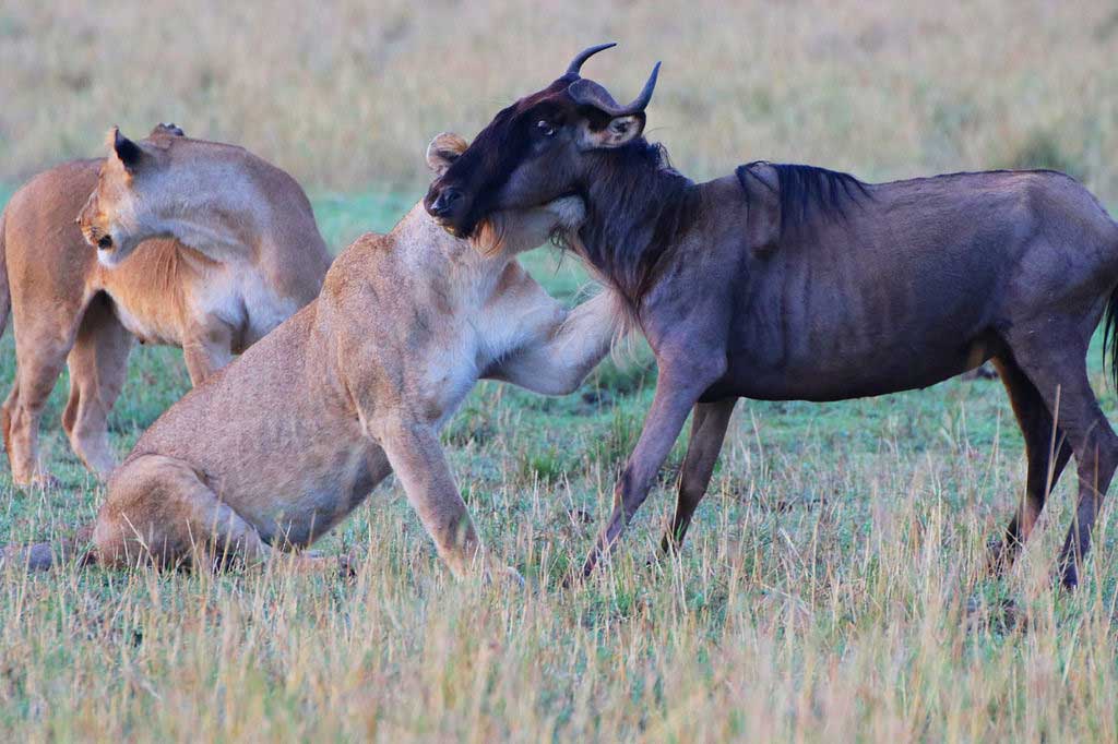 Your Complete Guide to the Great Migration in August and September 2026