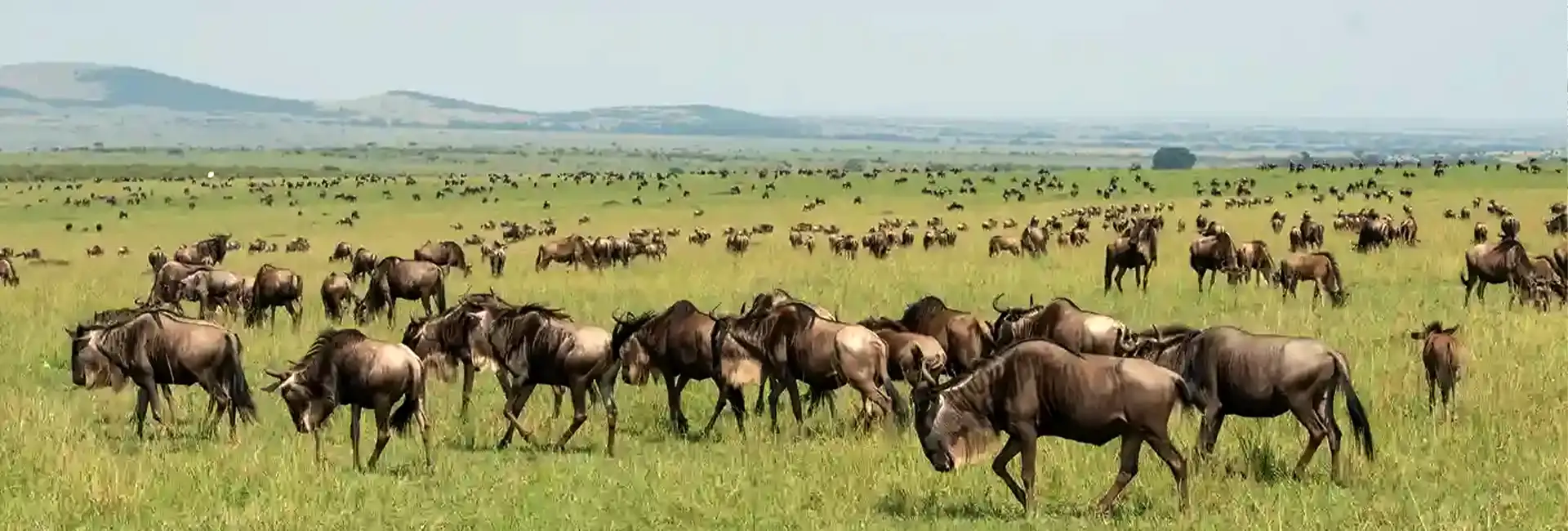 5 Days Affordable Wildebeest Migration Safari from $1,400 to $1,800 Tanzania 2026