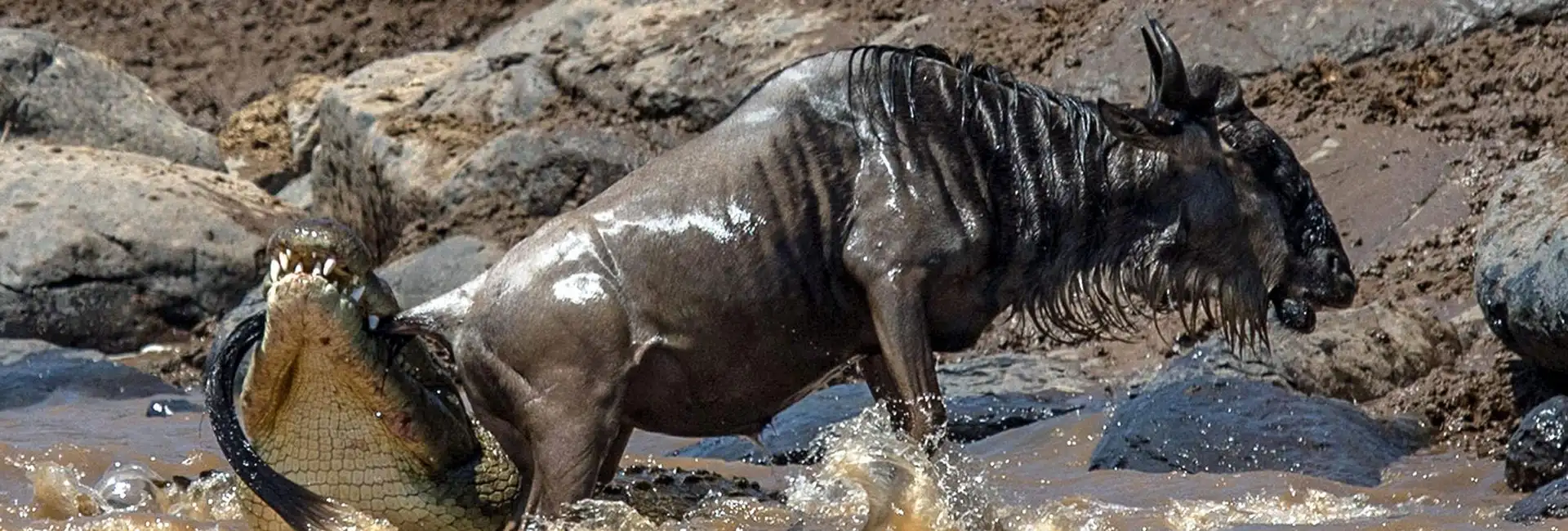 5 Days Best of Serengeti Mara River & Wildebeest Migration Safari