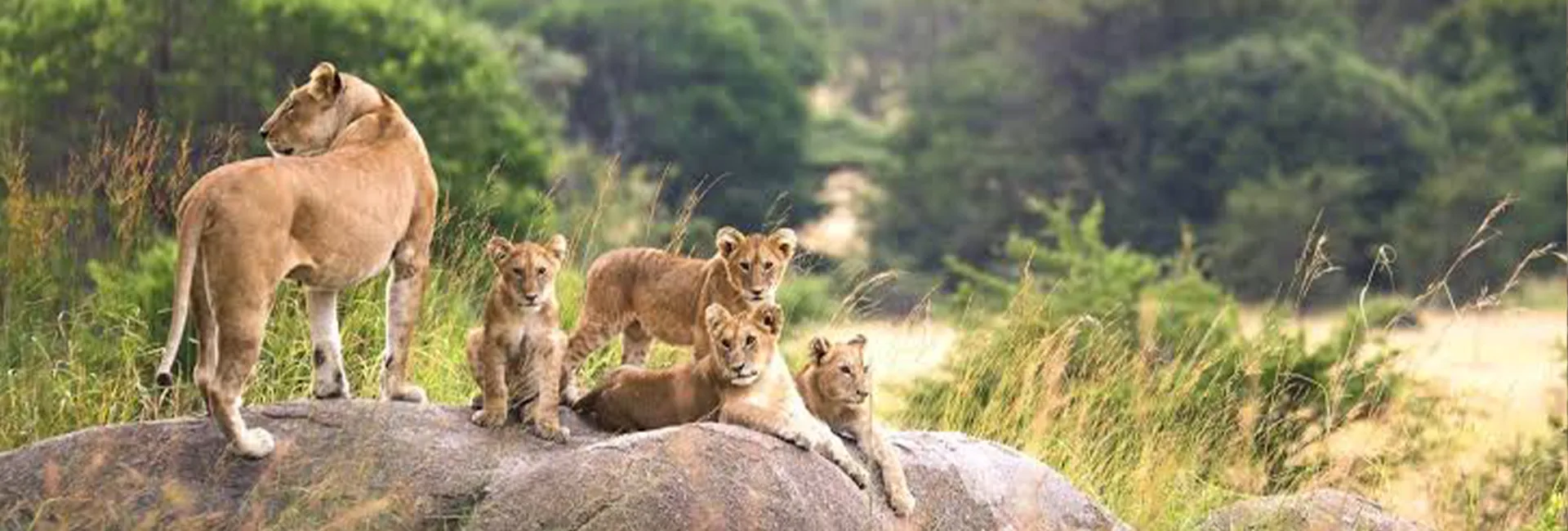 5-Day Budget Ndutu Calving Adventure (January-March)