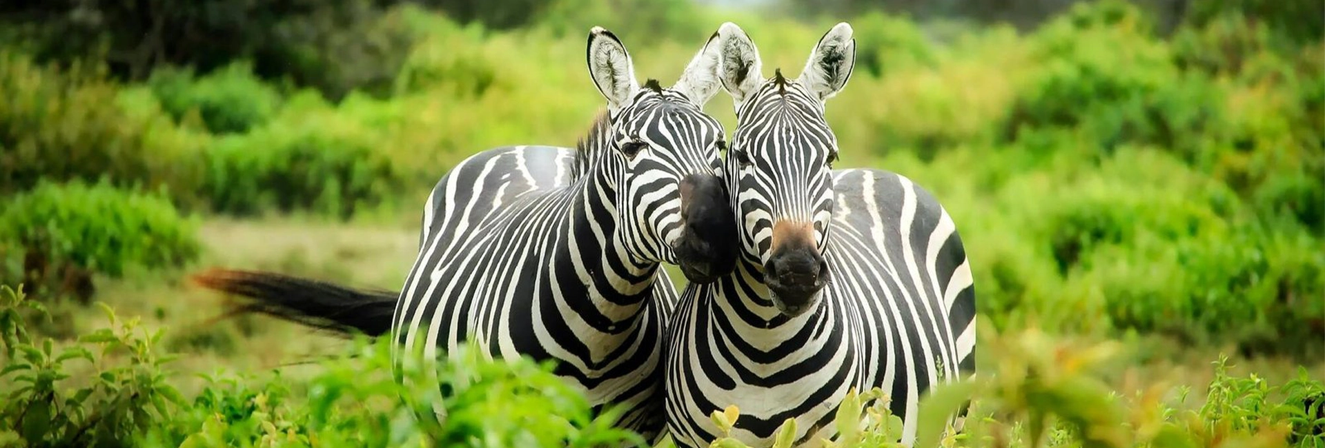 5 Days Christmas & Happy New Year Holiday Safari