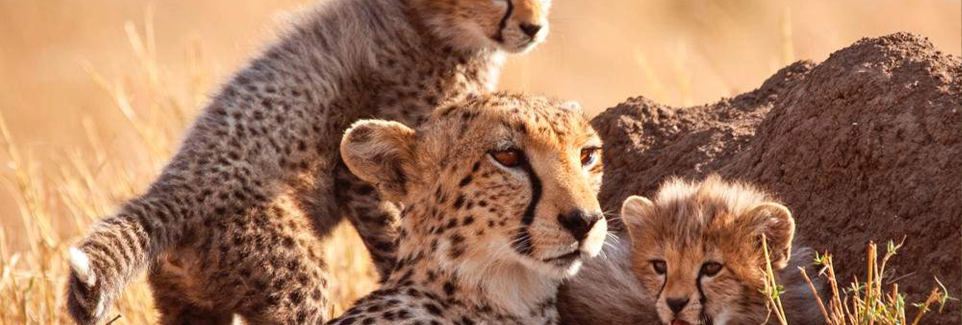 5 Days Family Festival Christmas & New Year Holiday Safari