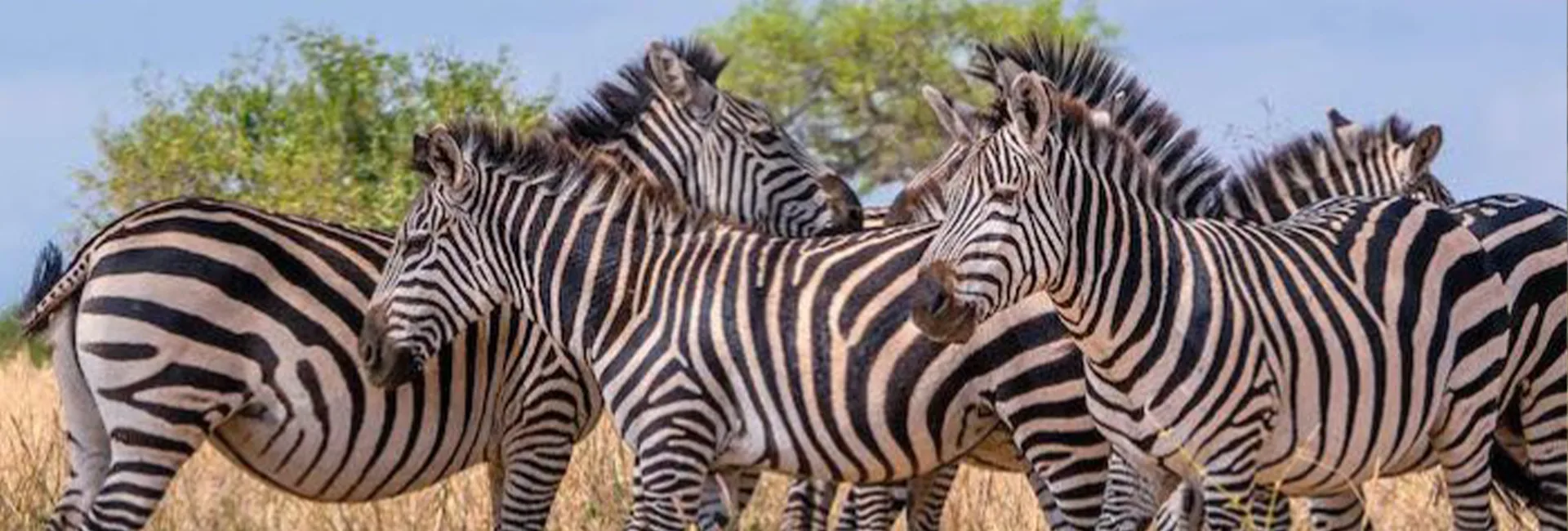 5-Day Family Ndutu Calving Holiday (January-March)