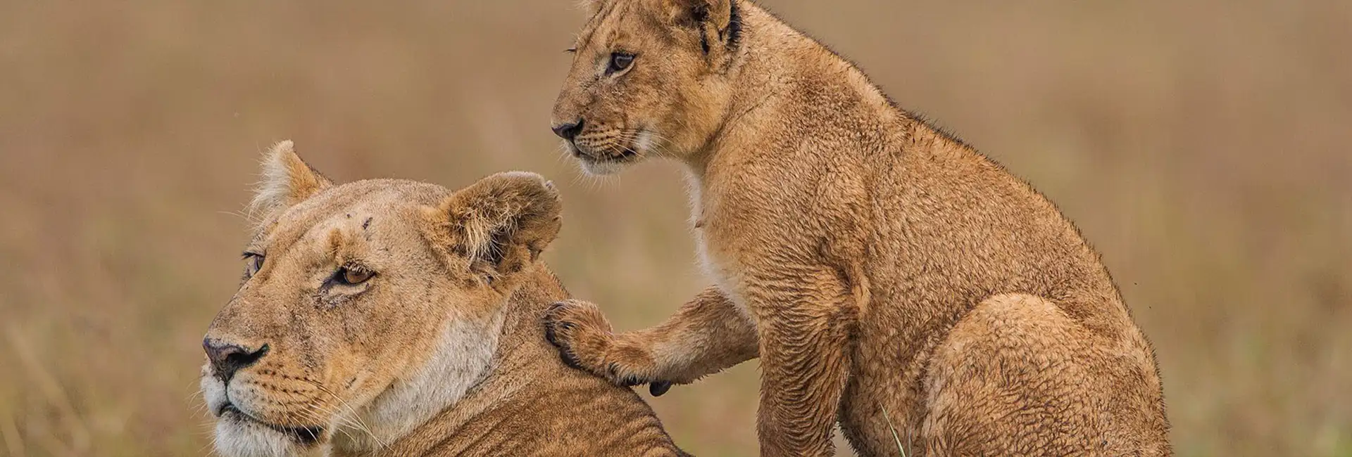 5 Days Fly-in Migration Crossing Safari Arusha Tanzania 2026