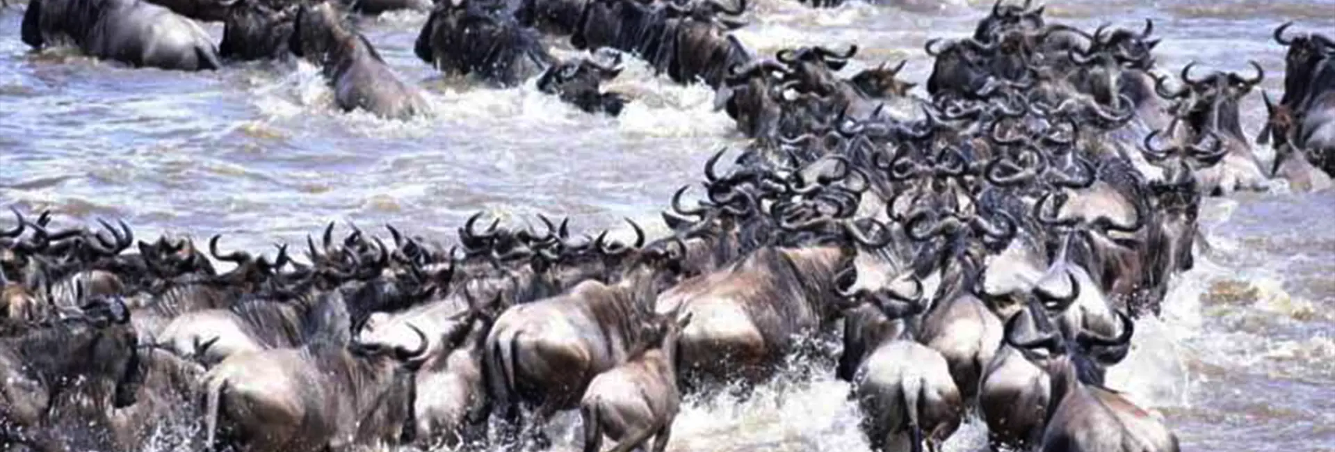 Great Migration River Crossing