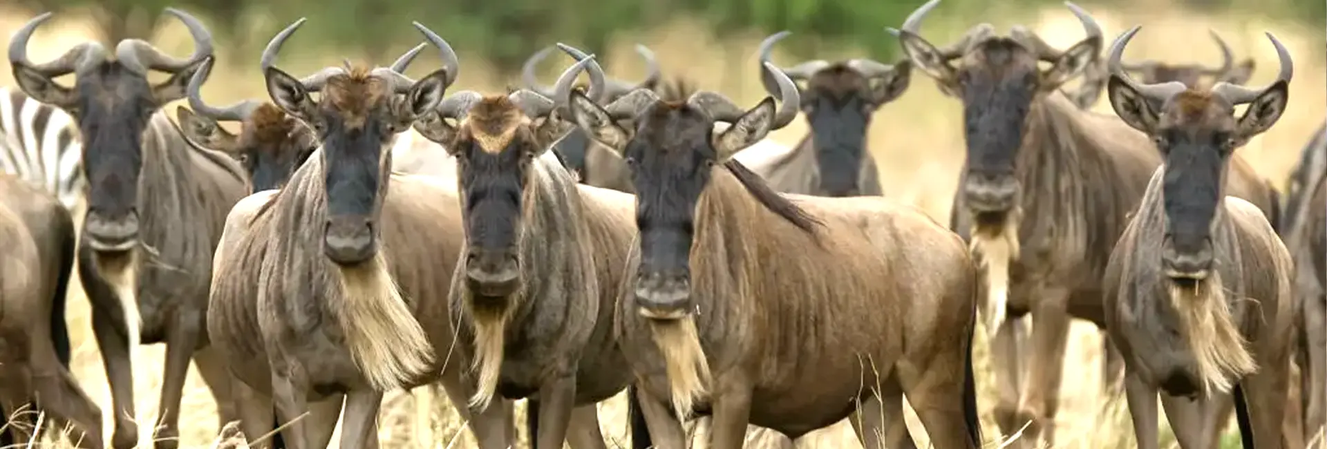 5 Days Great Migration Safari Northern Serengeti 2026-2027