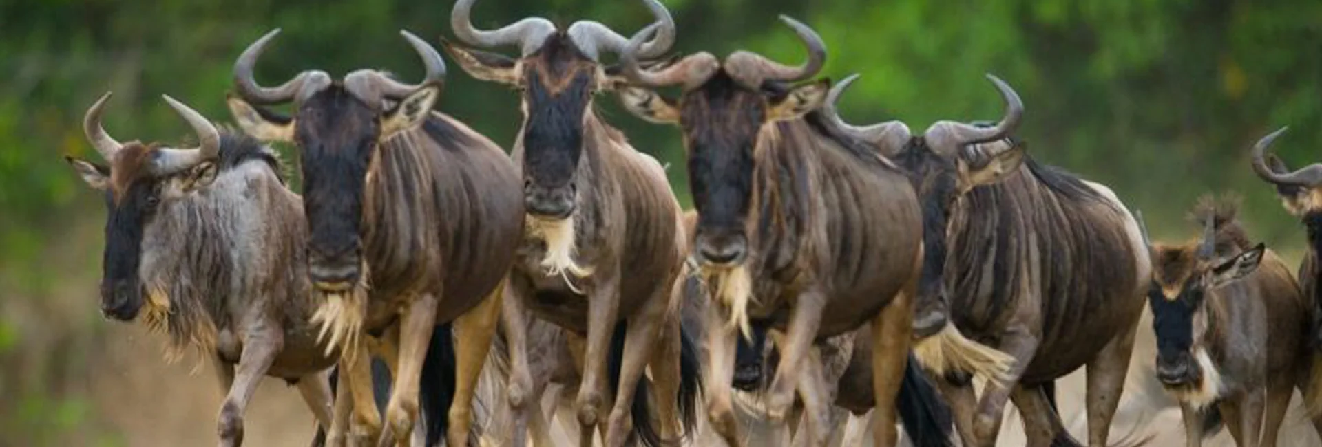 5 Days Great Migration & Zanzibar Coast