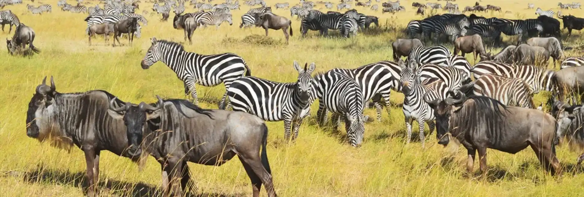 5 Days July to October Serengeti Wildebeest Migration Safari Tanzania 2026