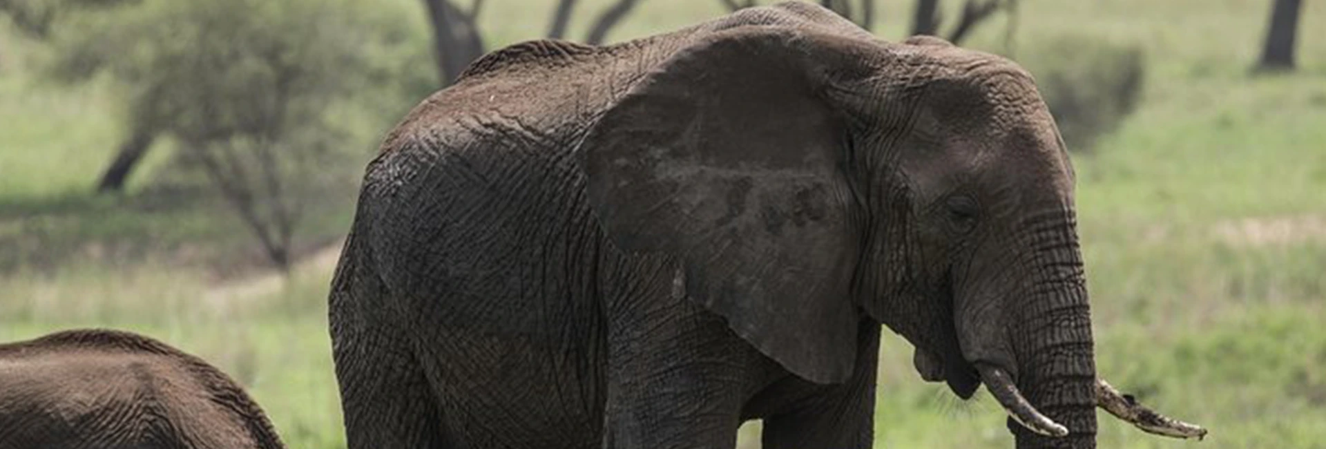 5 Days Last Minute Safari: Arusha & Kilimanjaro Experience