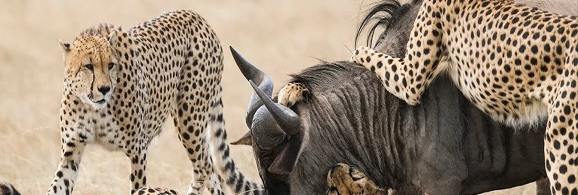 5-Day Luxury Ndutu Calving Escape (January-March)