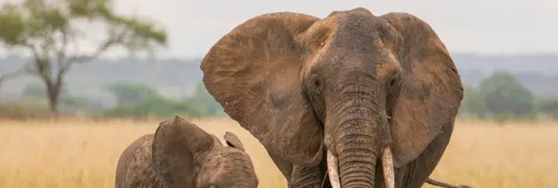 5 Days Luxury Tanzania Christmas Holiday Safari